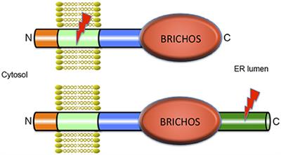 Transthyretin and BRICHOS: The Paradox of Amyloidogenic Proteins with Anti-Amyloidogenic Activity for Aβ in the Central Nervous System